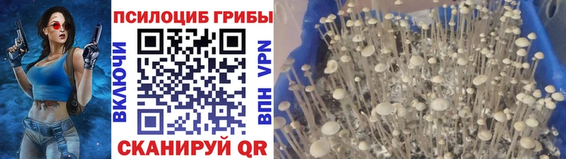 Купить где  Усолье  Галлюциногенные грибы Magic Shrooms 
